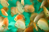 CHILTON AQUATICS. MAKING FISH KEEPING SPECIAL. THE BEST QUALITY OF TROPICAL/COLDWATER AND MARINE FISH IN THE NORTH EAST.