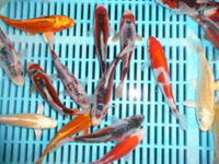 CHILTON AQUATICS. MAKING FISH KEEPING SPECIAL. THE BEST QUALITY OF TROPICAL/COLDWATER AND MARINE FISH IN THE NORTH EAST.