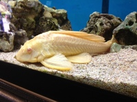 CHILTON AQUATICS. MAKING FISH KEEPING SPECIAL. THE BEST QUALITY OF TROPICAL/COLDWATER AND MARINE FISH IN THE NORTH EAST.