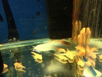CHILTON AQUATICS. MAKING FISH KEEPING SPECIAL. THE BEST QUALITY OF TROPICAL/COLDWATER AND MARINE FISH IN THE NORTH EAST.