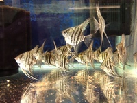 CHILTON AQUATICS. MAKING FISH KEEPING SPECIAL. THE BEST QUALITY OF TROPICAL/COLDWATER AND MARINE FISH IN THE NORTH EAST.