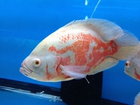 CHILTON AQUATICS. MAKING FISH KEEPING SPECIAL. THE BEST QUALITY OF TROPICAL/COLDWATER AND MARINE FISH IN THE NORTH EAST.