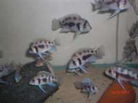 CHILTON AQUATICS. MAKING FISH KEEPING SPECIAL. THE BEST QUALITY OF TROPICAL/COLDWATER AND MARINE FISH IN THE NORTH EAST.