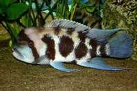 CHILTON AQUATICS. MAKING FISH KEEPING SPECIAL. THE BEST QUALITY OF TROPICAL/COLDWATER AND MARINE FISH IN THE NORTH EAST.