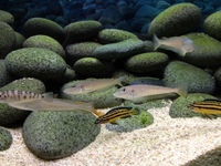 CHILTON AQUATICS. MAKING FISH KEEPING SPECIAL. THE BEST QUALITY OF TROPICAL/COLDWATER AND MARINE FISH IN THE NORTH EAST.