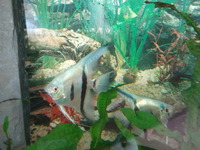 CHILTON AQUATICS. MAKING FISH KEEPING SPECIAL. THE BEST QUALITY OF TROPICAL/COLDWATER AND MARINE FISH IN THE NORTH EAST.