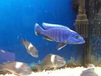 CHILTON AQUATICS. MAKING FISH KEEPING SPECIAL. THE BEST QUALITY OF TROPICAL/COLDWATER AND MARINE FISH IN THE NORTH EAST.