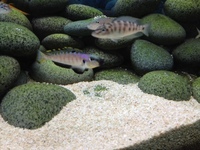 CHILTON AQUATICS. MAKING FISH KEEPING SPECIAL. THE BEST QUALITY OF TROPICAL/COLDWATER AND MARINE FISH IN THE NORTH EAST.