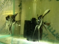 CHILTON AQUATICS. MAKING FISH KEEPING SPECIAL. THE BEST QUALITY OF TROPICAL/COLDWATER AND MARINE FISH IN THE NORTH EAST.