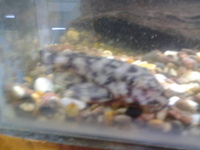 Rare L number plecs and other tropical fish REDUCED