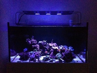 Rimless Braceless Optiwhite 36x24x20 Complete Marine Aquarium + Gloss Cabinet