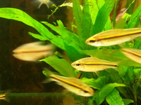 Ripples Waterlife, Shenstone. Plecs, Corys, and unusual species