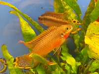 Ripples Waterlife, Shenstone. Plecs, Corys, and unusual species