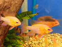 Ripples Waterlife, Shenstone. Plecs, Corys, and unusual species