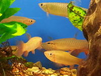 Ripples Waterlife, Shenstone. Plecs, Corys, and unusual species