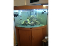 trigon 190 marine set up, with fish, corals and live rock complete set up
