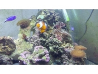 trigon 190 marine set up, with fish, corals and live rock complete set up