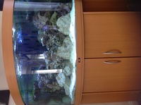 juwel 350 ltr corner tank on beach unit full marine set