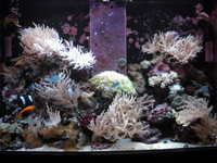 Complete Marine Setup AquaReef 300