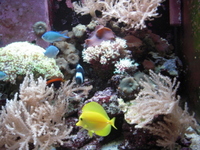 Complete Marine Setup AquaReef 300