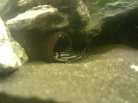 LO46 Zebra plecos NOW SOLD.