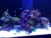 aqua reef 300 full set up with live rock corals and fish