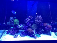 aqua reef 300 full set up with live rock corals and fish