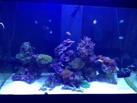 aqua reef 300 full set up with live rock corals and fish