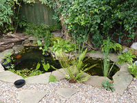 Fish Ponds and Tanks Advice, Design and Maintenance and Supply