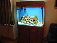 Custom aquariums and real wood cabinets