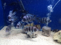 CHILTON AQUATICS. MAKING FISH KEEPING SPECIAL. THE BEST QUALITY OF TROPICAL/COLDWATER AND MARINE FISH IN THE NORTH EAST.