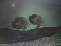 Maple Aquatics Dereham Norfolk