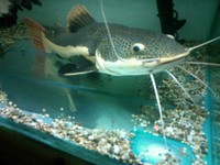 Maple Aquatics Dereham Norfolk