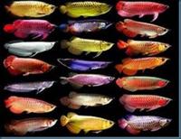 EVERY TROPICAL / COLDWATER FISH ON EARTH AVAILABLE TO ORDER.