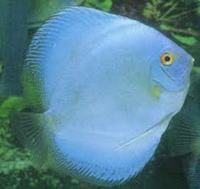 EVERY TROPICAL / COLDWATER FISH ON EARTH AVAILABLE TO ORDER.