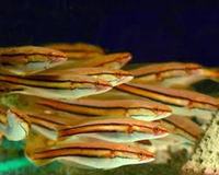 EVERY TROPICAL / COLDWATER FISH ON EARTH AVAILABLE TO ORDER.