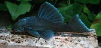 EVERY TROPICAL / COLDWATER FISH ON EARTH AVAILABLE TO ORDER.