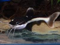 EVERY TROPICAL / COLDWATER FISH ON EARTH AVAILABLE TO ORDER.