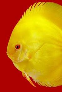 ALL DISCUS AVAILABLE TO ORDER. OVER 300 TYPES ALL SIZES AT 30% OFF UK RETAIL PRICE GUARANTEED.