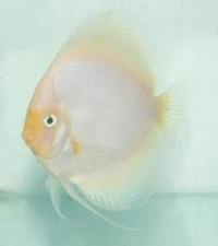 ALL DISCUS AVAILABLE TO ORDER. OVER 300 TYPES ALL SIZES AT 30% OFF UK RETAIL PRICE GUARANTEED.