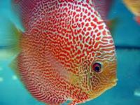 ALL DISCUS AVAILABLE TO ORDER. OVER 300 TYPES ALL SIZES AT 30% OFF UK RETAIL PRICE GUARANTEED.
