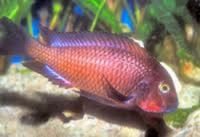 ALL MALAWI AND TANGANYIKAN CICHLIDS AVAILABLE FOR ORDER. 30% OFF UK RETAIL PRICE GUARANTEED.