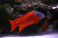 ALL MALAWI AND TANGANYIKAN CICHLIDS AVAILABLE FOR ORDER. 30% OFF UK RETAIL PRICE GUARANTEED.