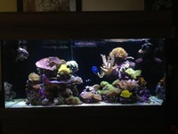 Complete marine aquarium