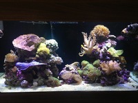 Complete marine aquarium