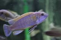 Copadichromis virginalis firecrest