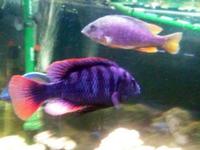 Copadichromis virginalis firecrest
