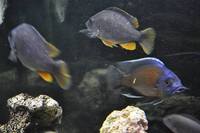 Copadichromis virginalis firecrest