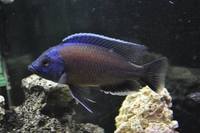 Copadichromis virginalis firecrest