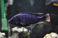Copadichromis virginalis firecrest